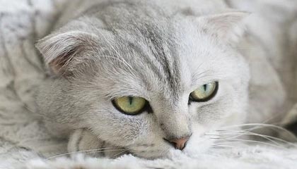 伦敦世乒赛小组赛签表出炉：国乒男、女团均与韩国同组